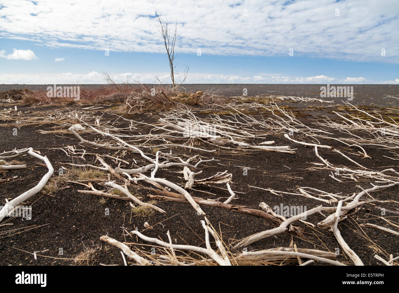 Schwarzen vulkanischen Basalt-Strand und Treibholz-Filialen in der Nähe von am Sólheimasandur, in der Nähe von Vik, Südisland Stockfoto