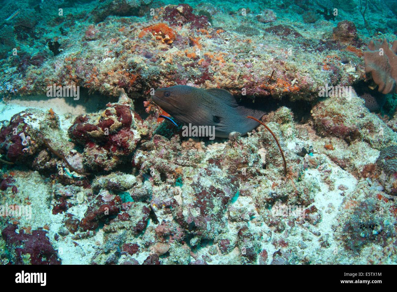 Nehmen einen Sprung aus seiner Höhle in Malediven Muräne Stockfoto