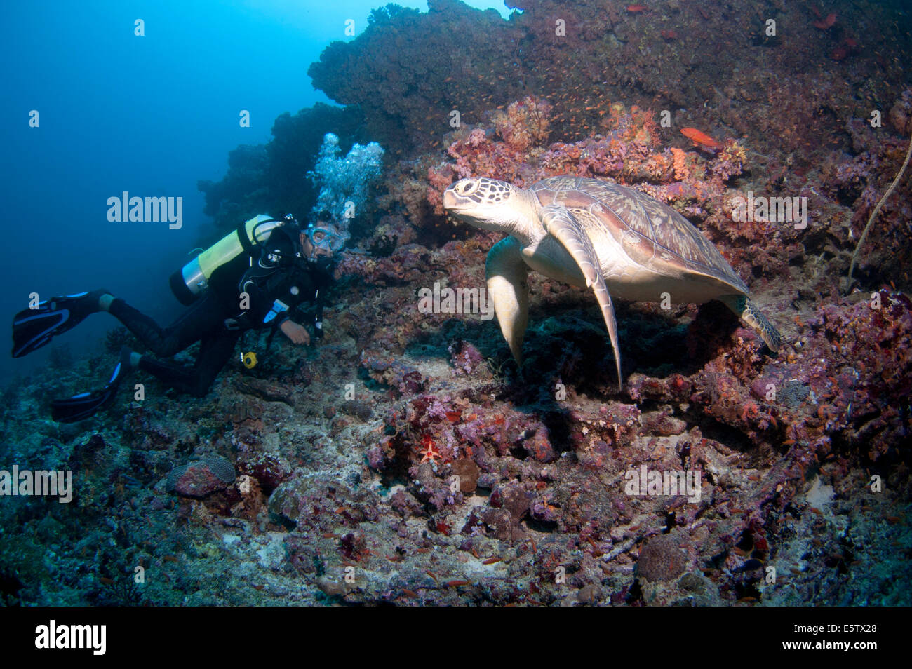 Taucher und Karettschildkröte auf Kandooma Thila, Süd Male Atoll, Malediven Stockfoto