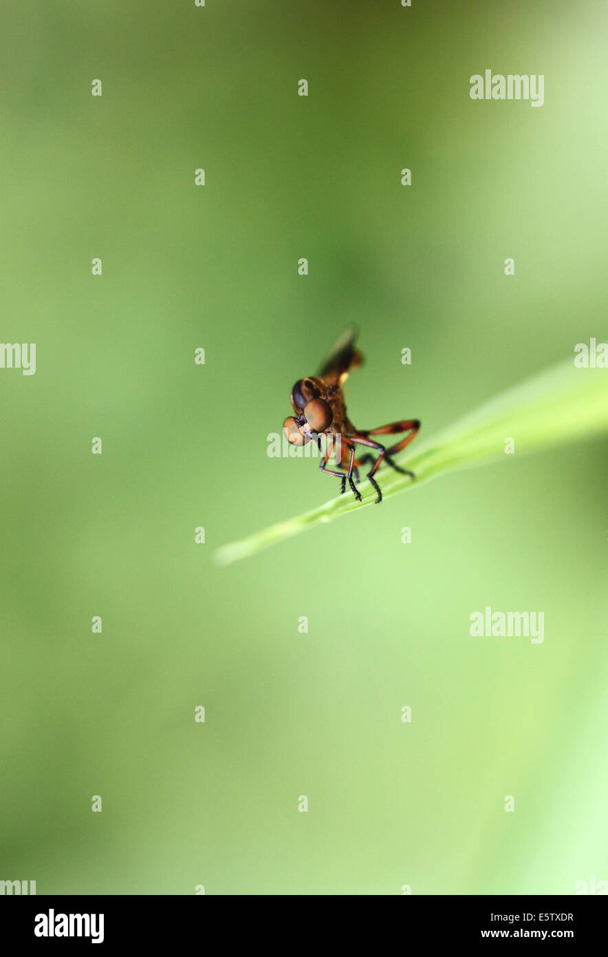 Kleine Libellen auf grünes Blatt im Garten. Stockfoto