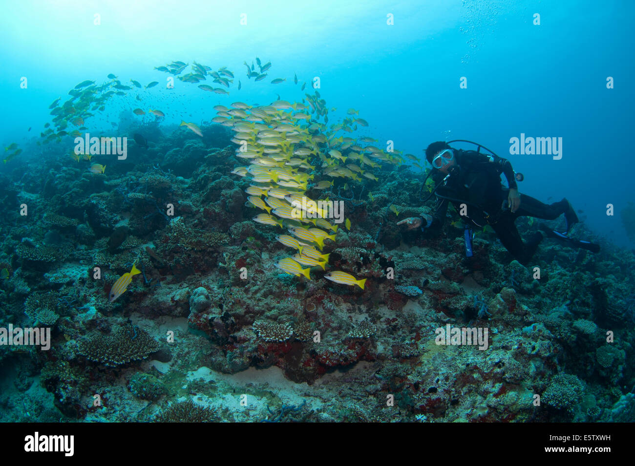 Schule von Kaschmir Snapper und Taucher schwimmen zusammen in Maagiri Reef, Nord Male "Atoll, Malediven Stockfoto