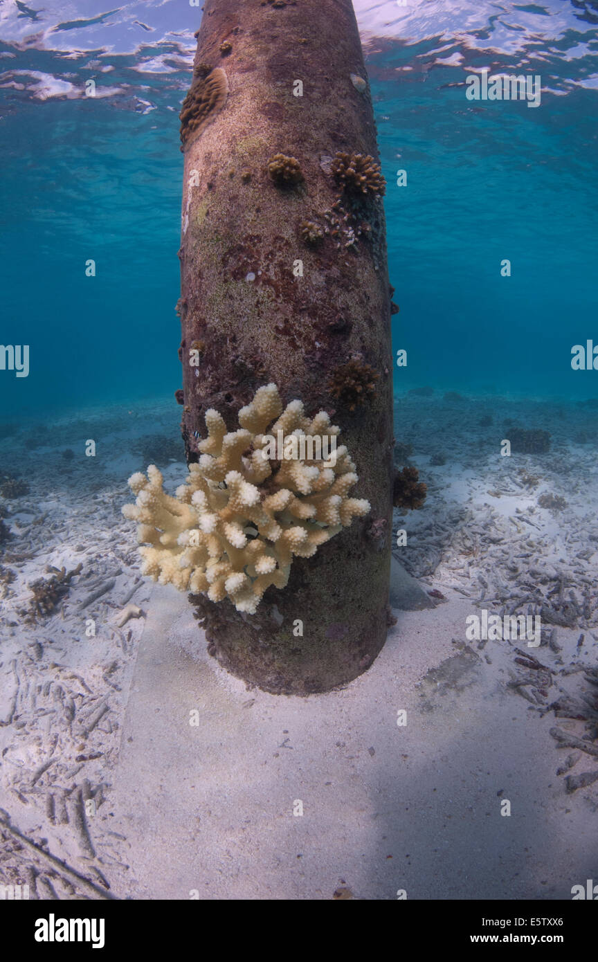 Acropora Korallen wachsen auf einem Steg Steg auf den Malediven Stockfoto