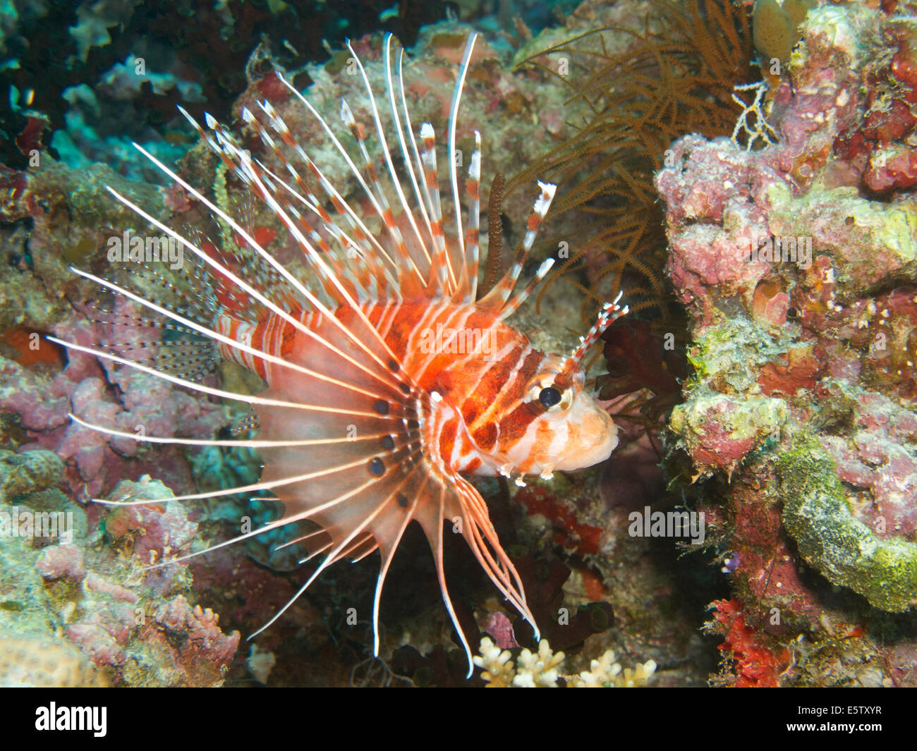 Spotfin Lionfish in Malediven Stockfoto