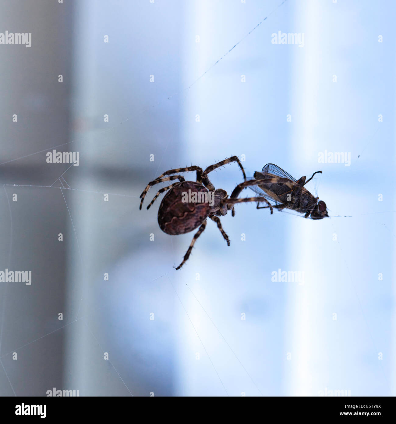 Spinne mit seiner Beute Stockfoto
