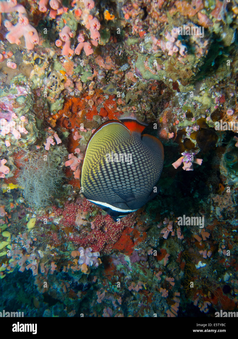 Butterflyfish Essen Korallen auf den Malediven Stockfoto