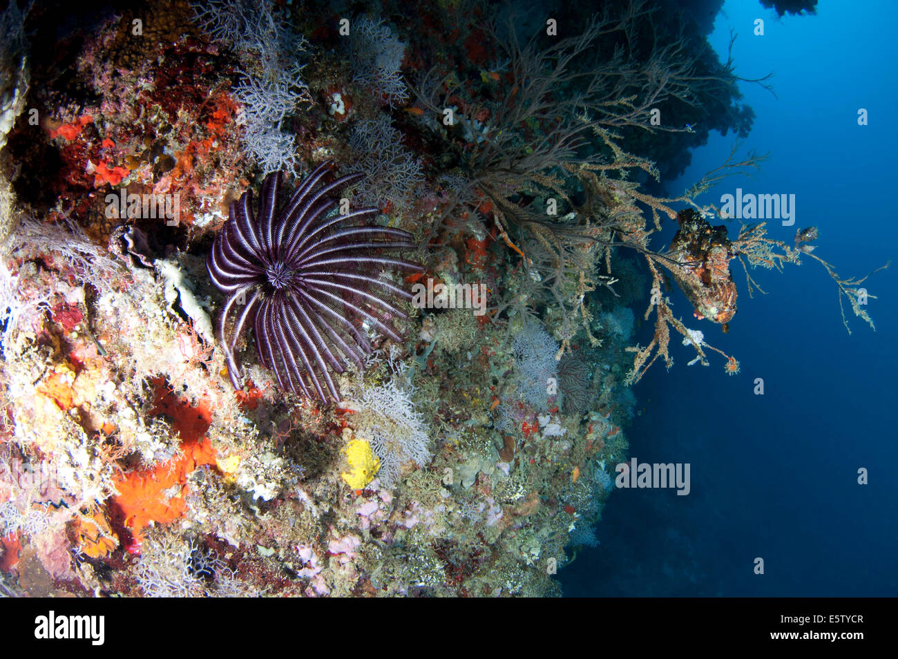 Crinoid an einem Schritt Korallenriff Dhaalu Atoll Stockfoto