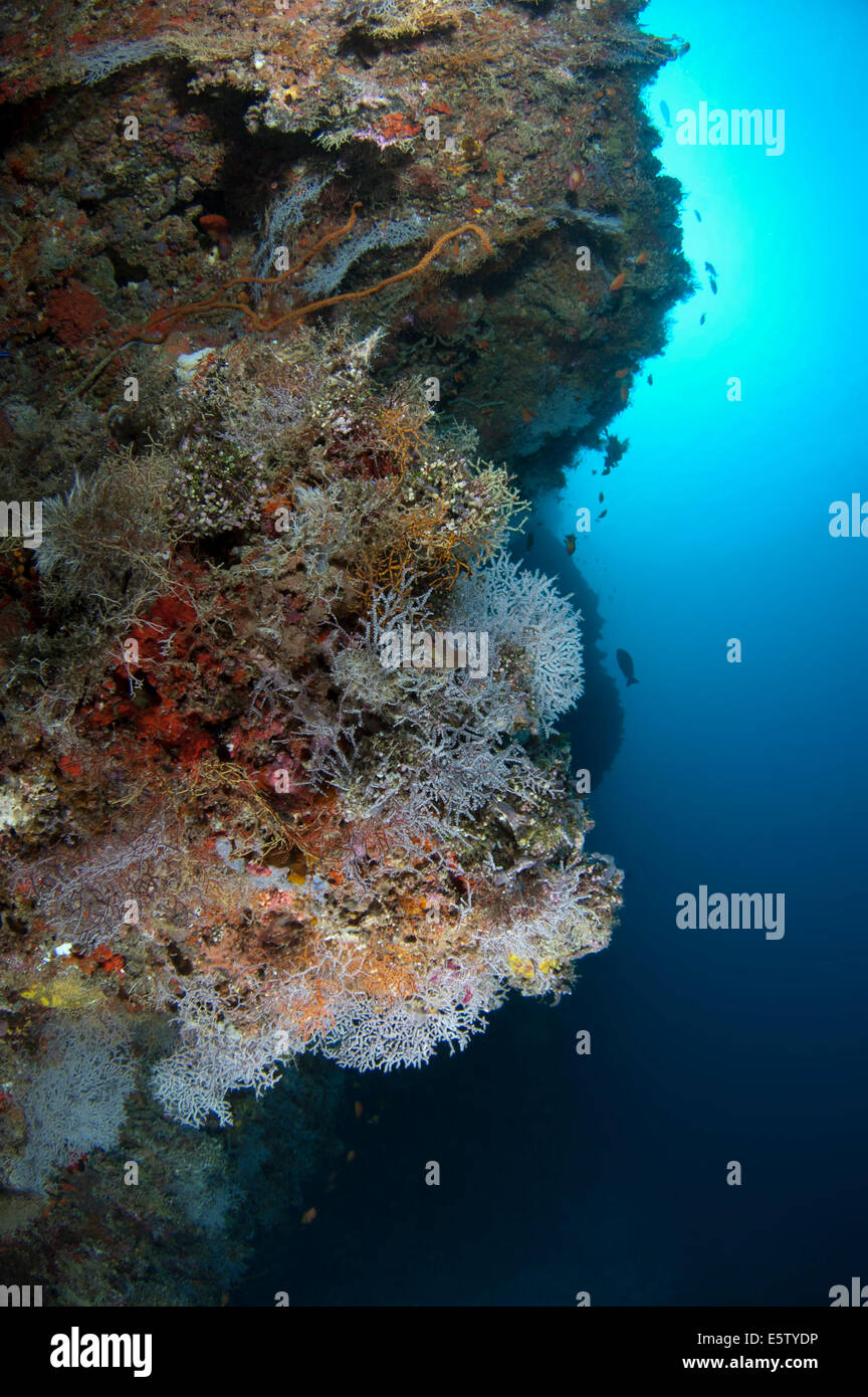 Einen bunten Riff in Dhaalu Atoll, Malediven im Indischen Ozean Stockfoto