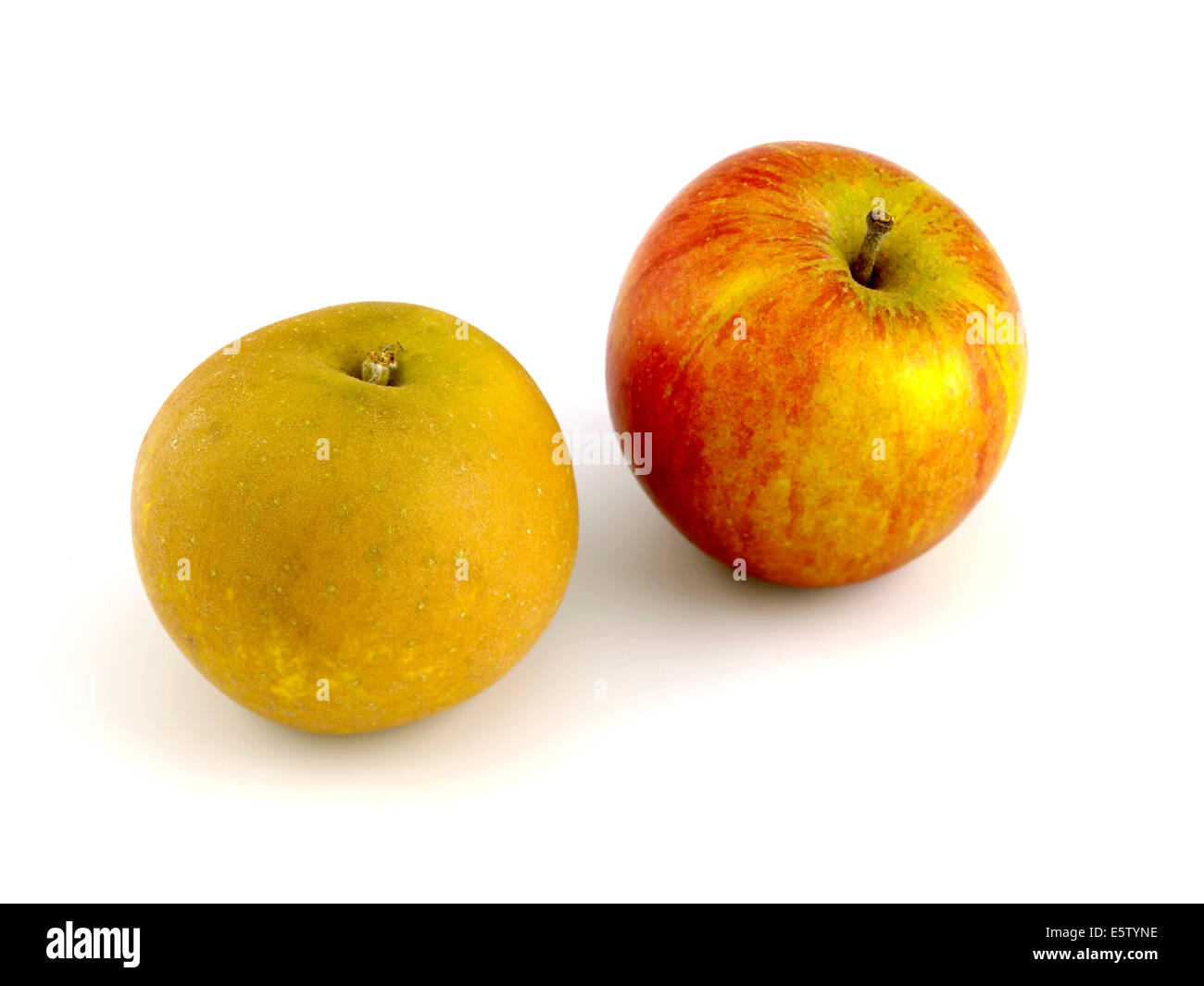 Englisch Äpfel, Egremont Russet und Cox Stockfoto