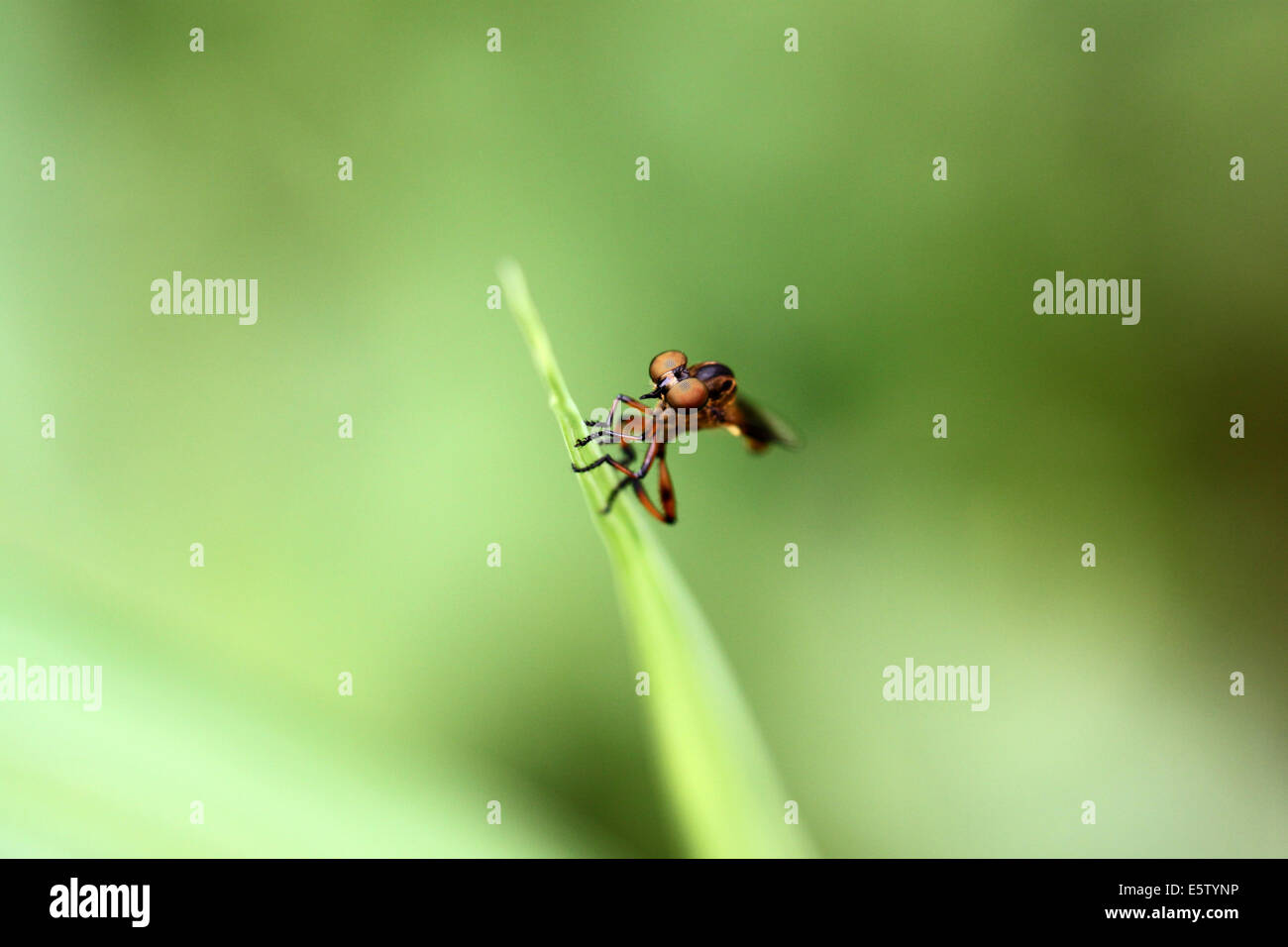 Kleine Libellen auf grünes Blatt im Garten. Stockfoto