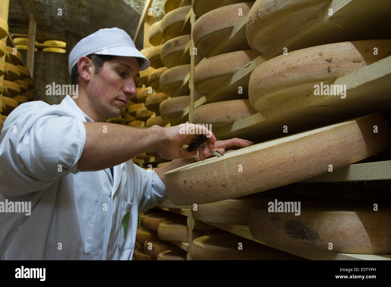Käse-Spezialist im Käsekeller Fort Saint Antoine, Bewertung der Qualität der Comté-Käse Stockfoto