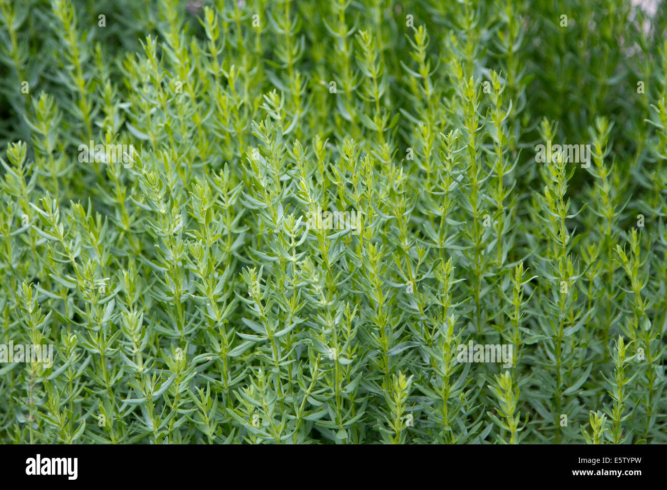 Wermutpflanze oder Absinth (Artemisia Absinthium) Stockfoto