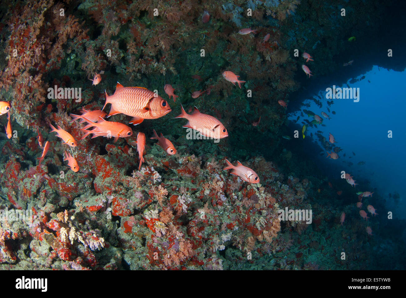Gruppe von Squirelfish in einer Höhle im HP Reef, Nord Male "Atoll Stockfoto