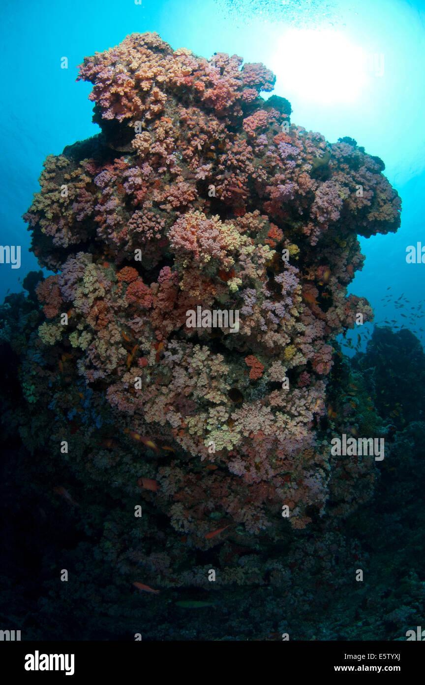 Bunte Rock mit Weichkorallen im HP Reef, Maldives Stockfoto