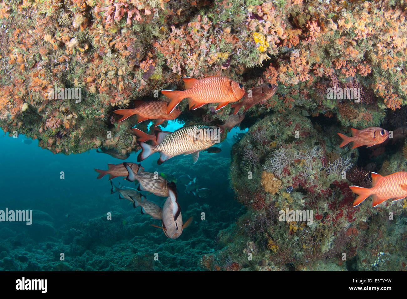 Eine Gruppe von Soldatenfische ruht unter einer Höhle Stockfoto