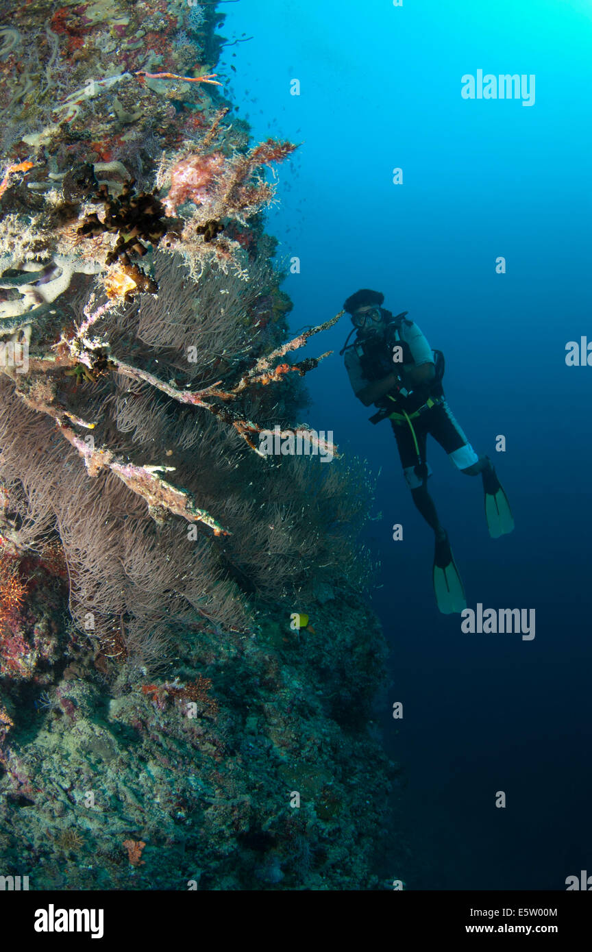 Ein Taucher schweben neben einem steilen Korallenriff auf den Malediven Stockfoto