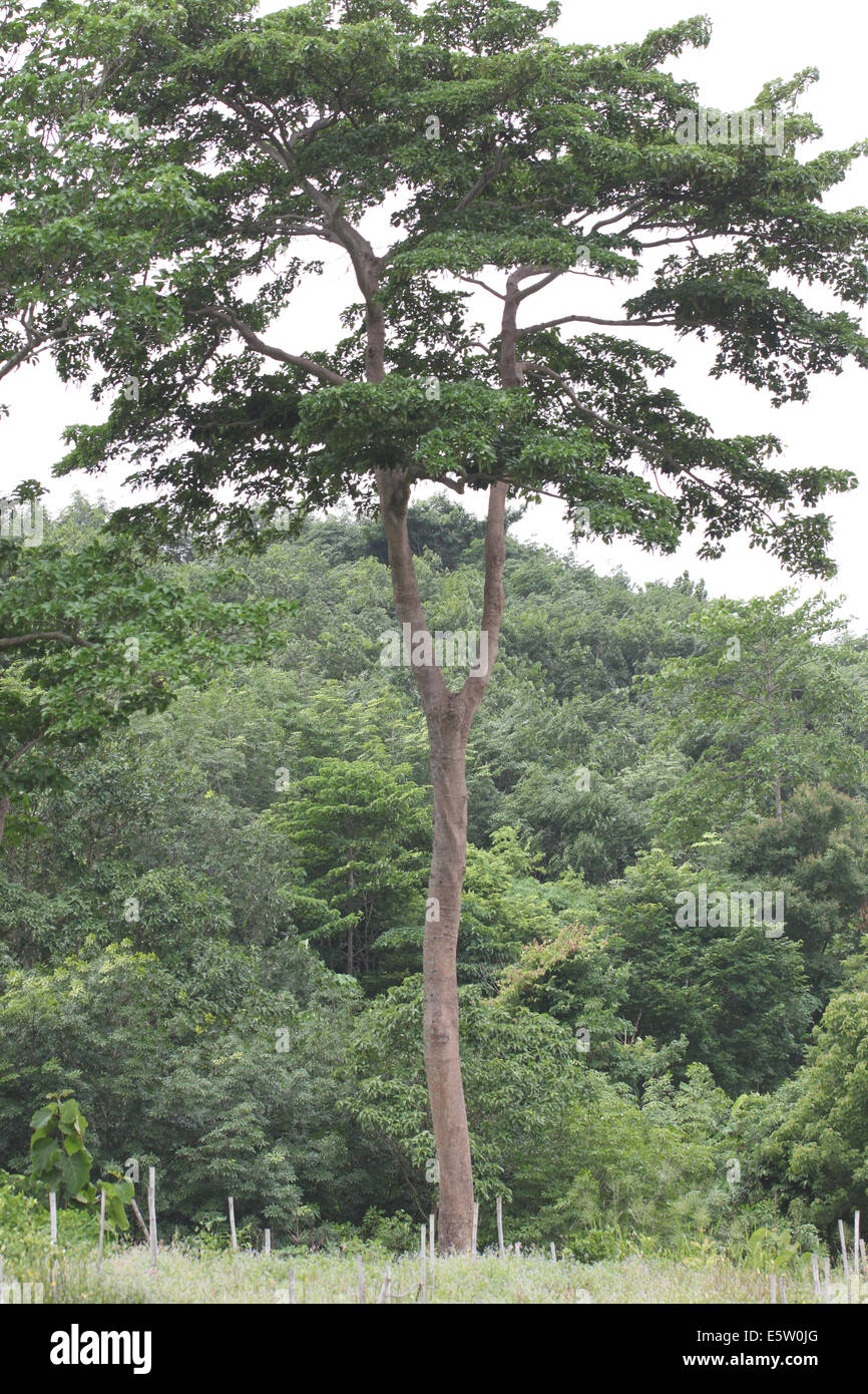 Baum in den Ausläufern und Wiesenbereich. Stockfoto