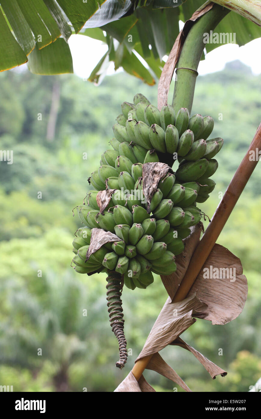 frische wilde Bananen Früchte auf dem Baum. Stockfoto