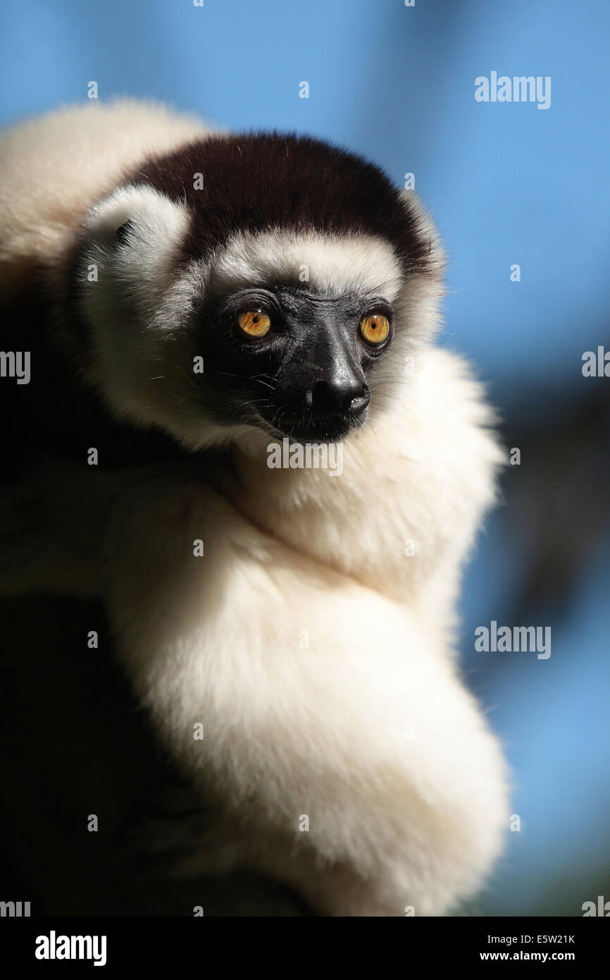 Verreaux Sifaka Lemur (Propithecus Verreauxi), Nahampoana Reserve, Madagaskar Stockfoto