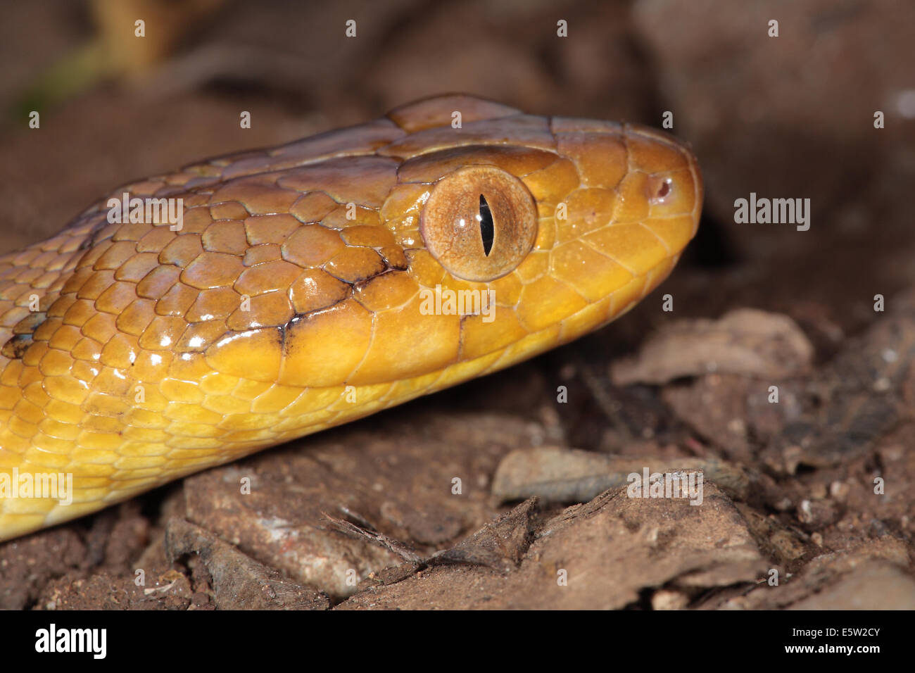 Madagassische Cat-eyed Snake (Madagascarophis Colubrinus) bei Nacht, Ankarana spezielle Reserve, Madagaskar Stockfoto