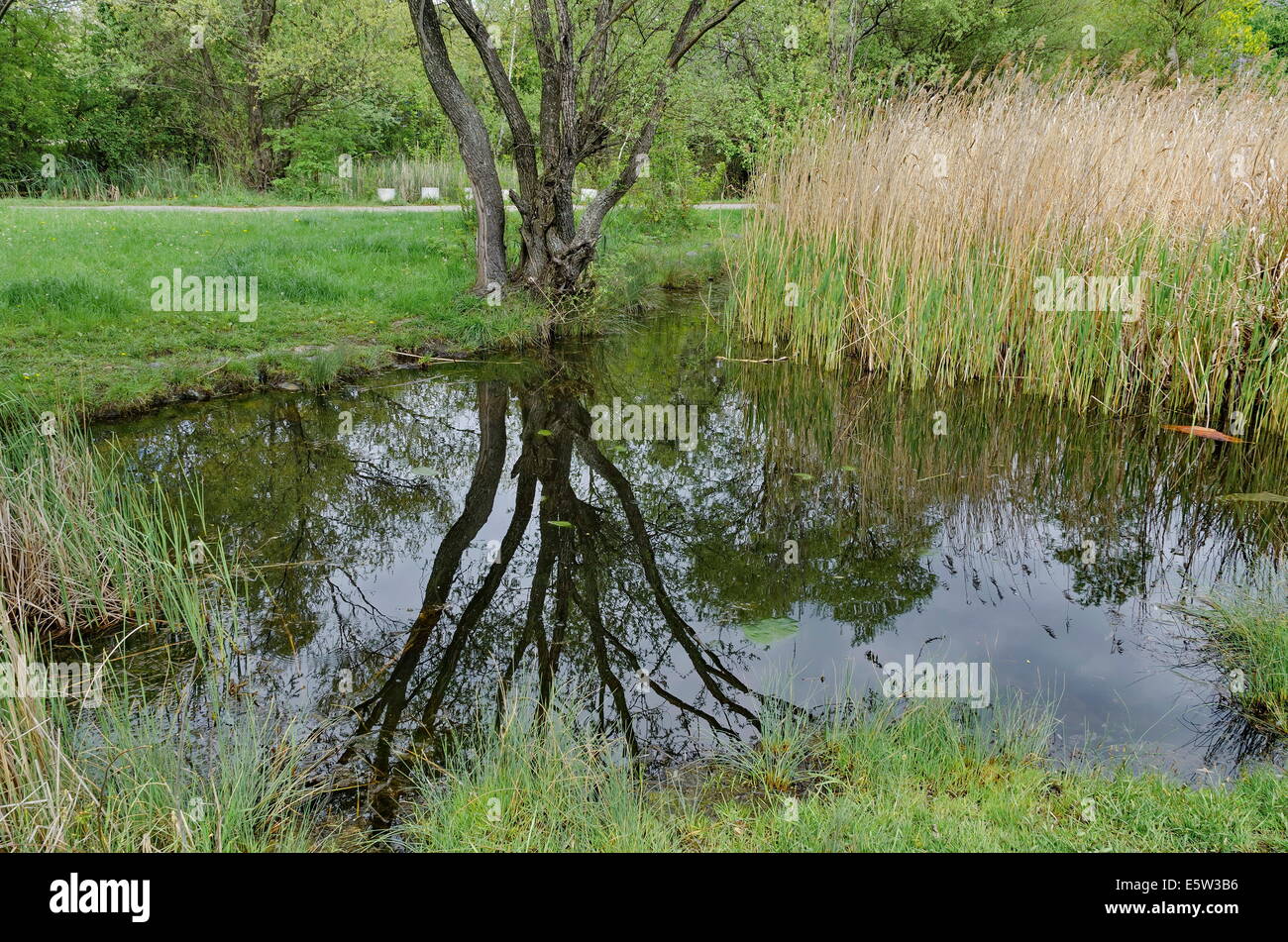 Zweig reflexion Fotos und Bildmaterial in hoher Auflösung Alamy
