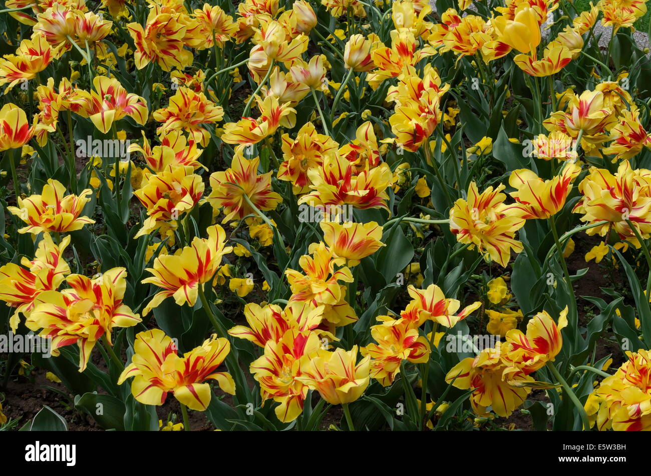 Farbenfrohe blühen Tulpen im Garten Stockfoto