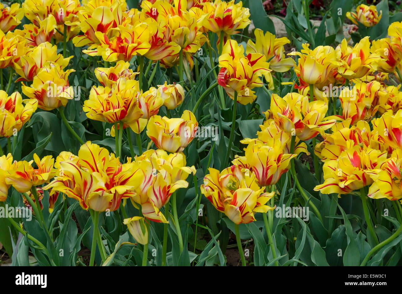 Farbenfrohe blühen Tulpen im Garten Stockfoto