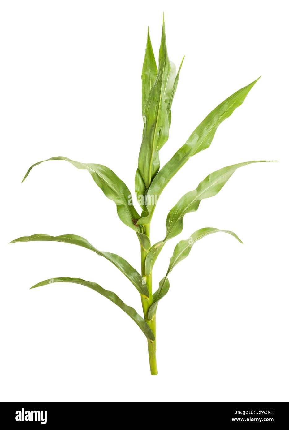 Maispflanze isoliert Stockfoto