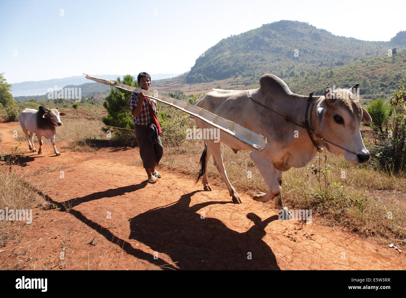 Ein Mann mit zwei Ochsen, mit einem Split Bambusrohr zu Fuß auf einem ländlichen Weg in den Bergen als Taung, Shan-Staat, Myanmar Stockfoto