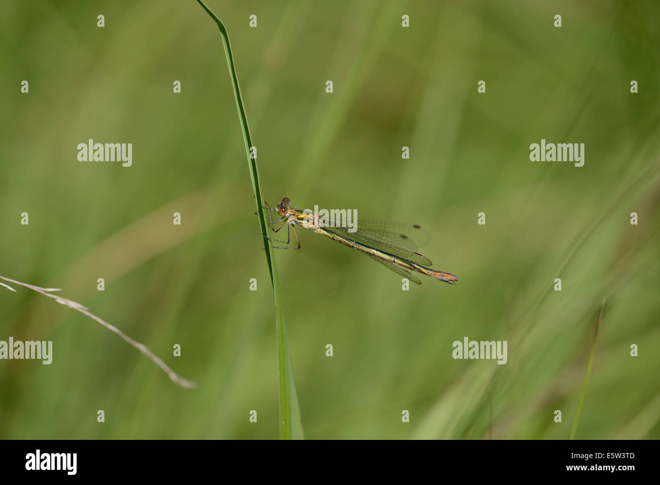 Emerald Damselfly (Lestes Sponsa). Reife Männchen. Stockfoto