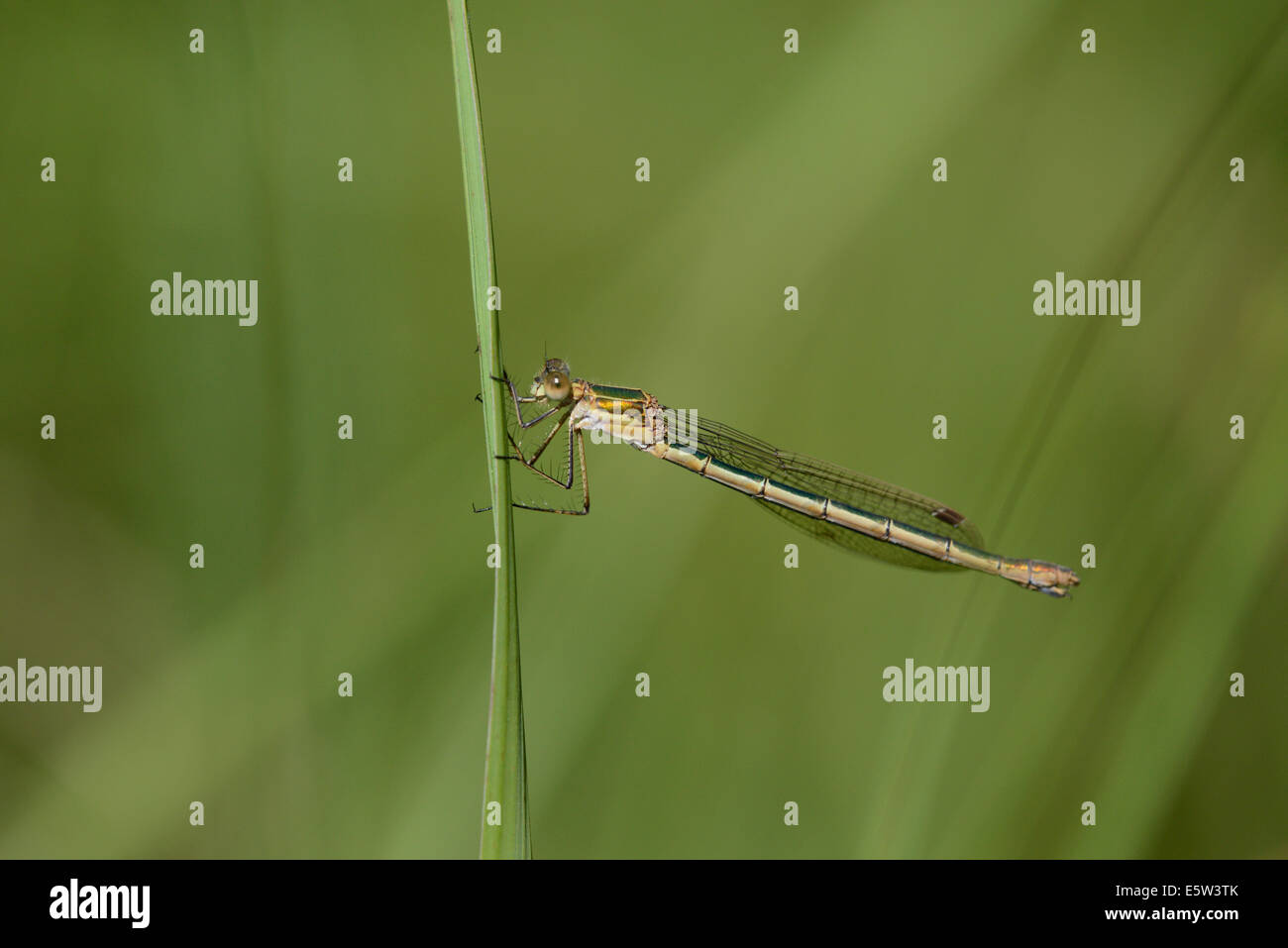 Emerald Damselfly (Lestes Sponsa). Reife Männchen. Stockfoto