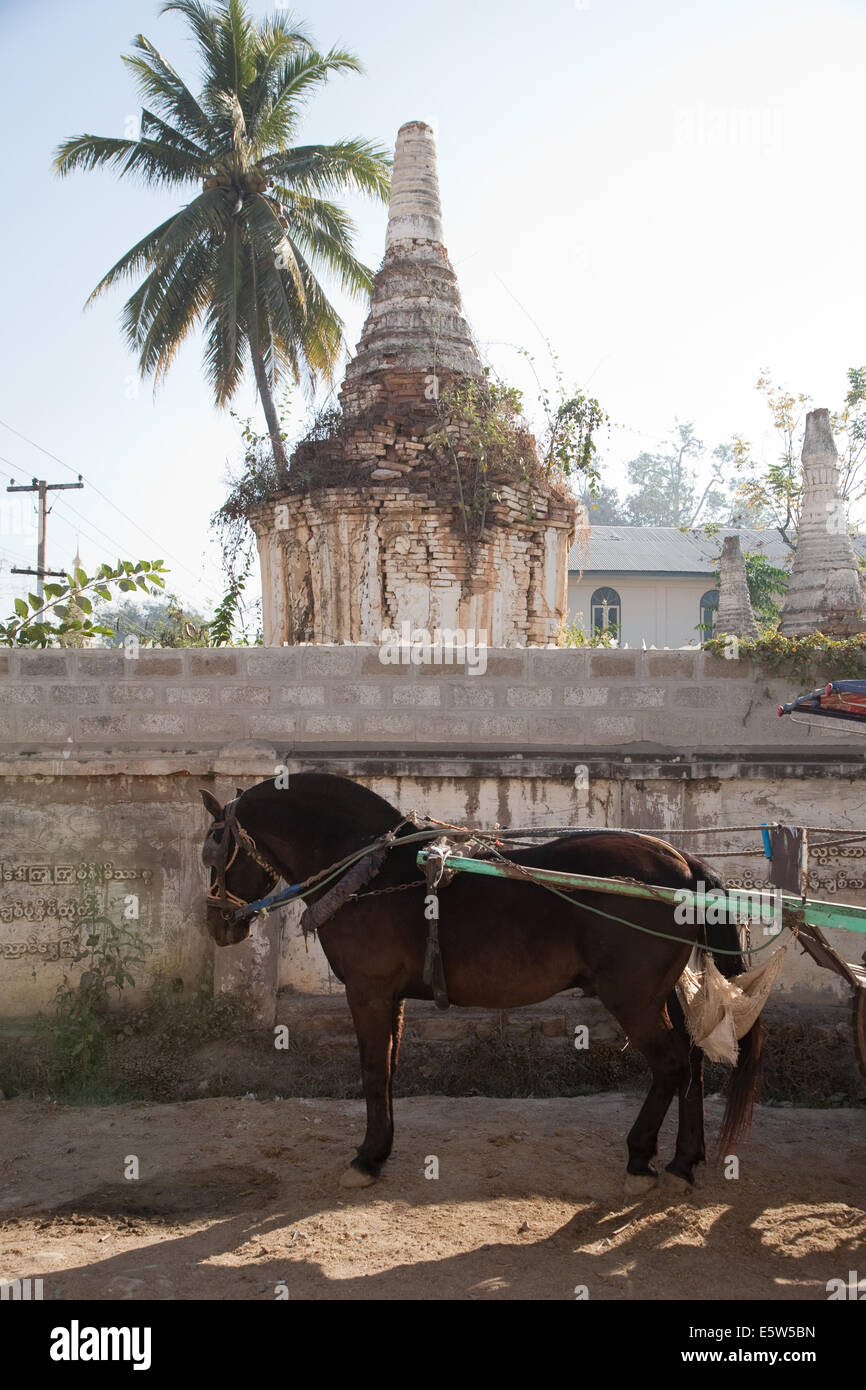 Pferd und Kutsche wartet auf Kunden in der Straße in Nyuangshwe, Shan-Staat, Myanmar (Burma). Stockfoto