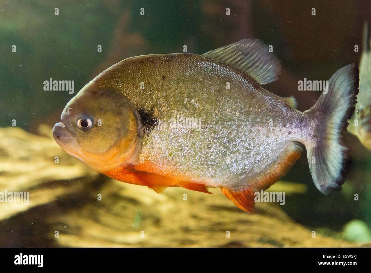 Süßwasserfische - Red Piranhas - Pygocentrus nattereri Stockfoto