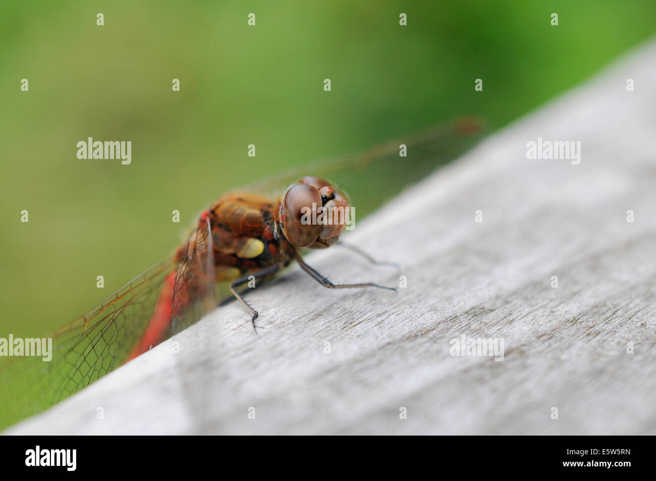 Eine männliche gemeinsame Darter Libelle thront auf einem Holzzaun Stockfoto