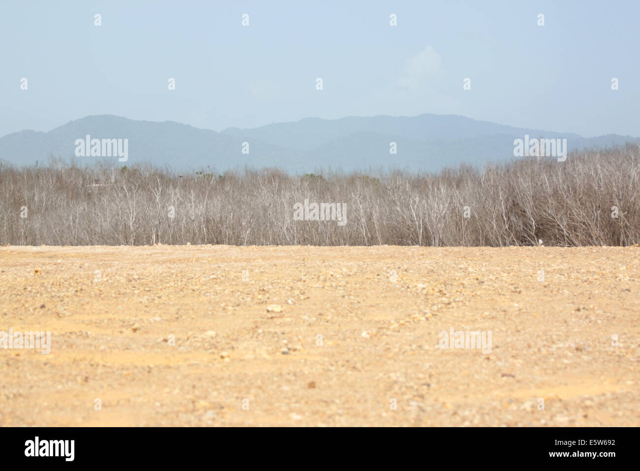 Boden und tote Bäume für den Hintergrund. Stockfoto