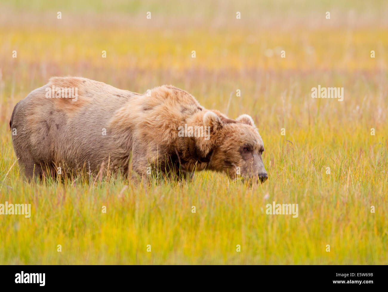 Alaskan Braunbär Keiler grasen auf der Wiese Stockfoto