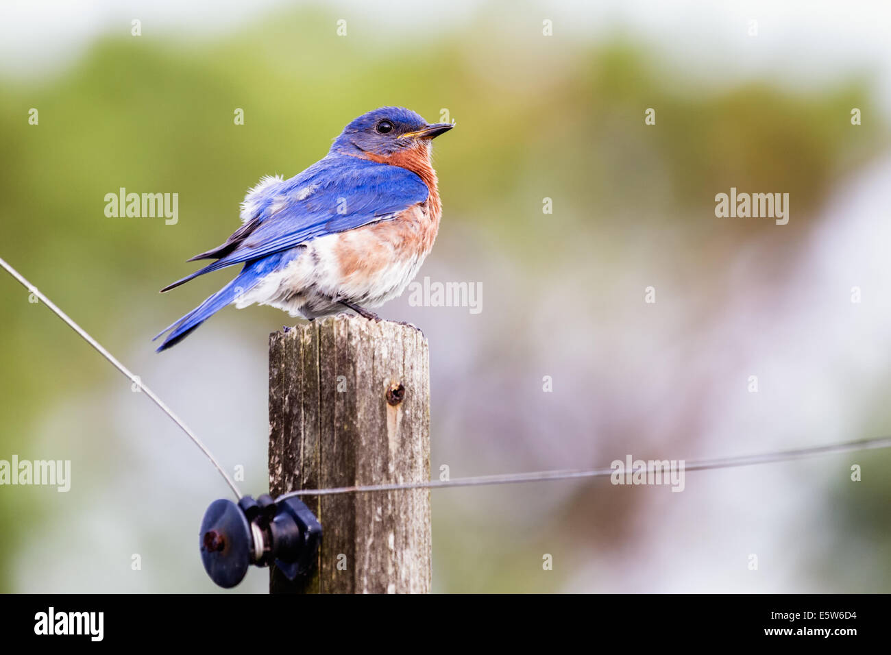 Männliche östlichen Bluebird (Sialia Sialis) thront auf einem Mast Stockfoto