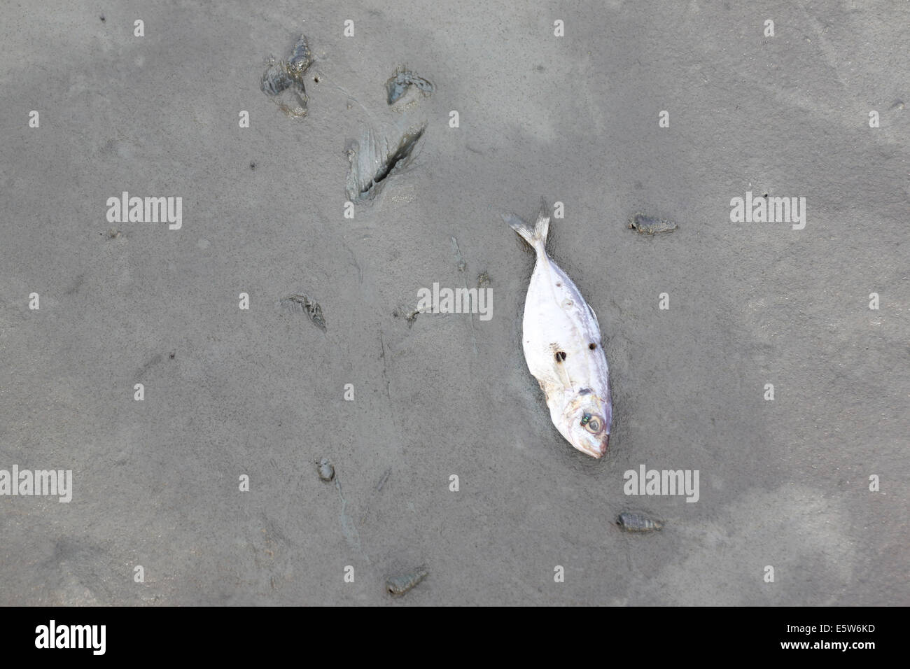 Tote Fische in der Nähe des Küste Meeres. Stockfoto