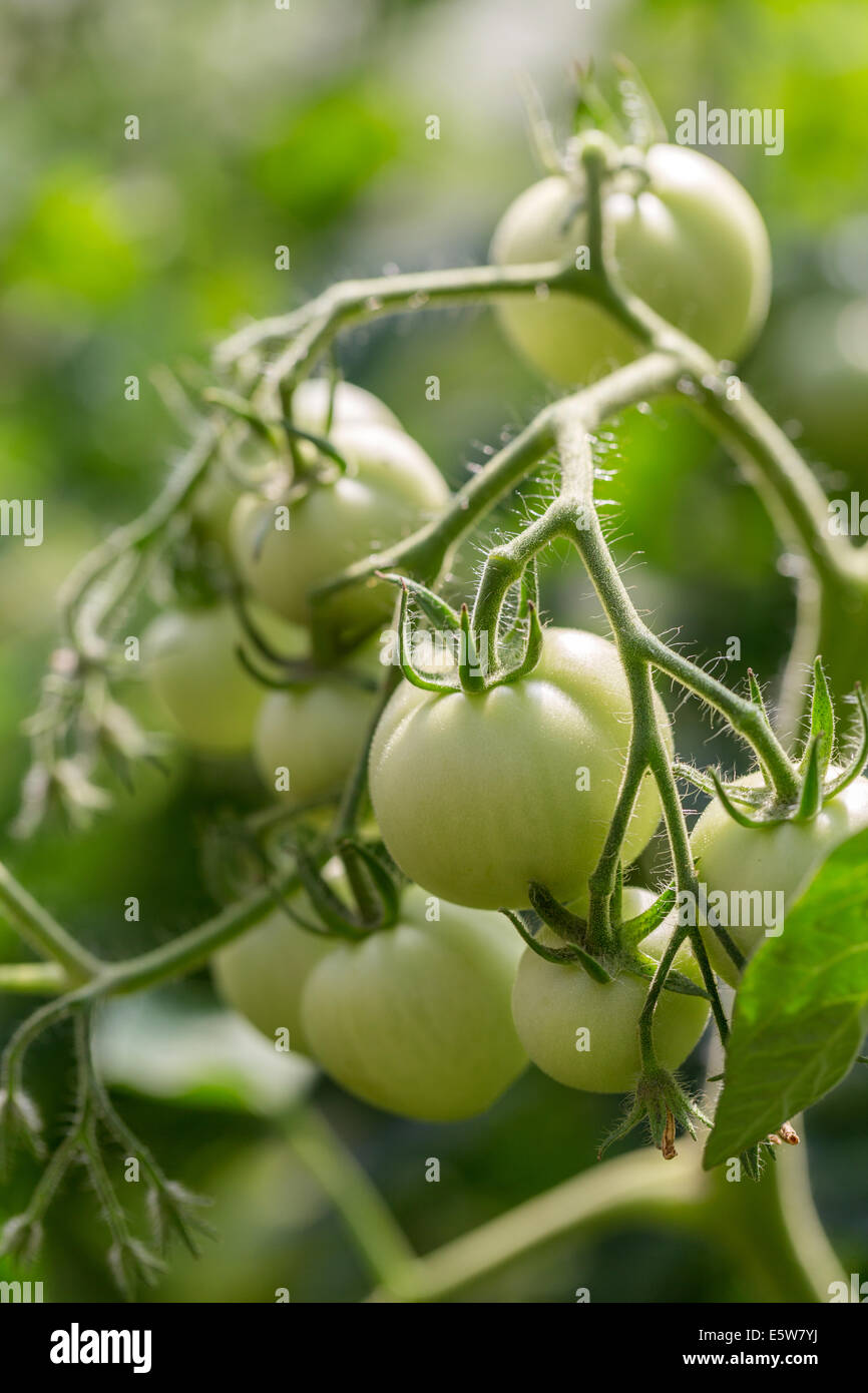 frische grüne Tomaten im Hort Stockfoto