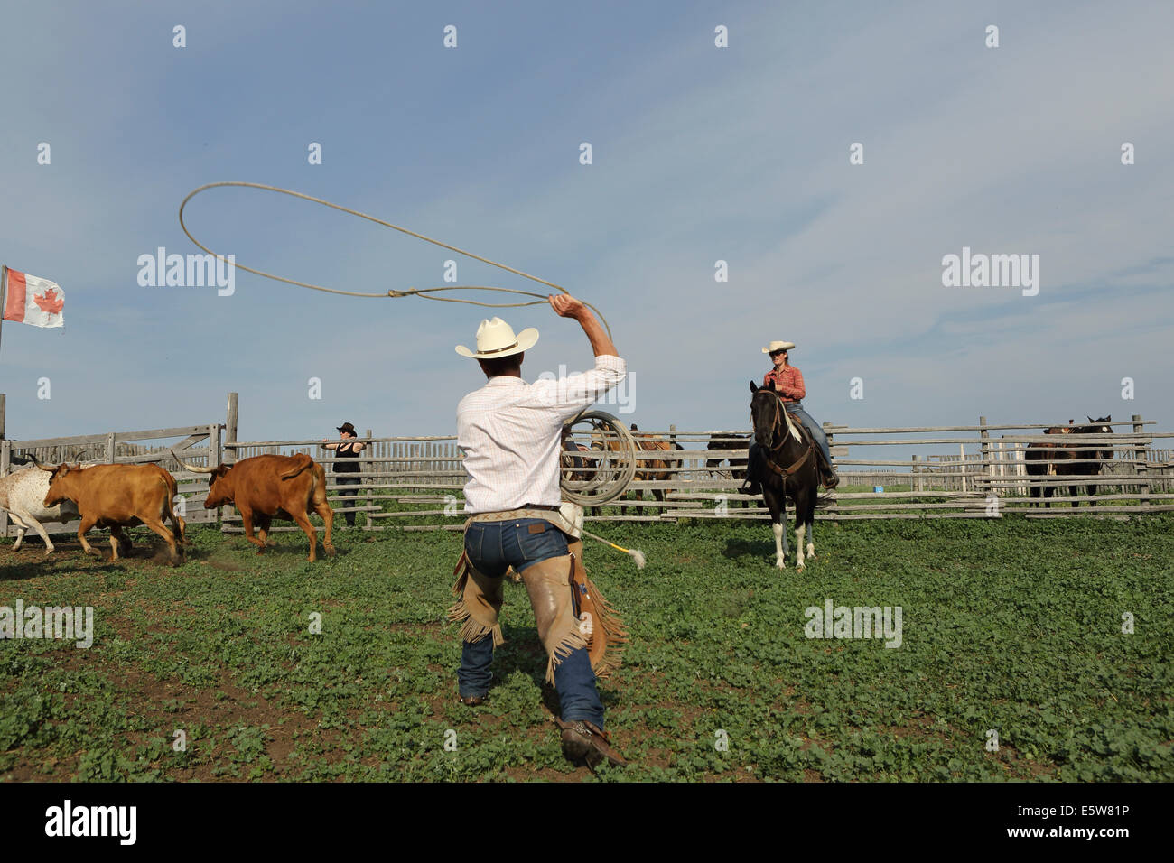 Ein Mann nutzt ein Lasso auf La Reata Ranch in der Nähe von Kyle, Saskatchewan, Kanada. Stockfoto