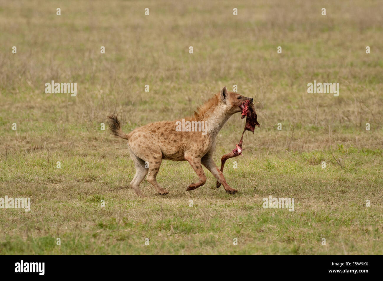 Hyäne Holding Bein ein Kill im Mund laufen Stockfoto