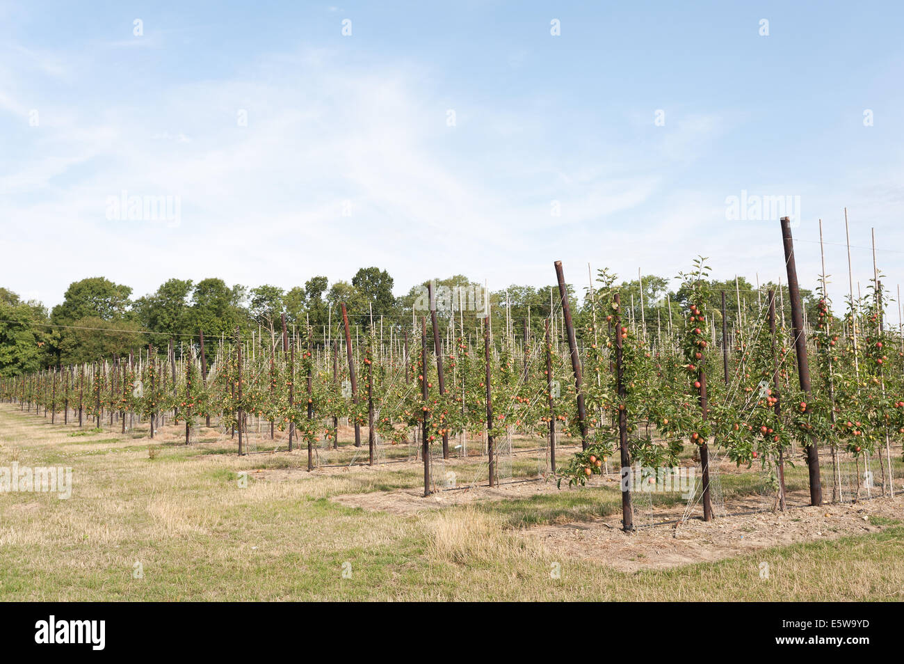 Ordentlich organisierten Apfelbäume am Rebstock angeseilt bereit zum Ertrag maximieren und ermöglichen schnelle Handlese in großen Bio-Obstgarten Stockfoto