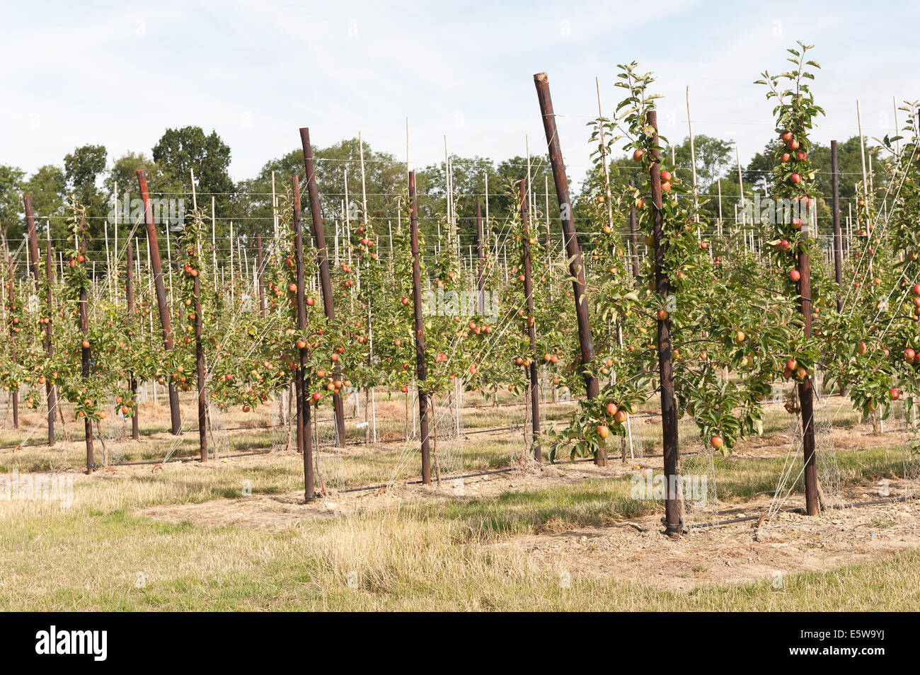 Ordentlich organisierten Apfelbäume am Rebstock angeseilt bereit zum Ertrag maximieren und ermöglichen schnelle Handlese in großen Bio-Obstgarten Stockfoto