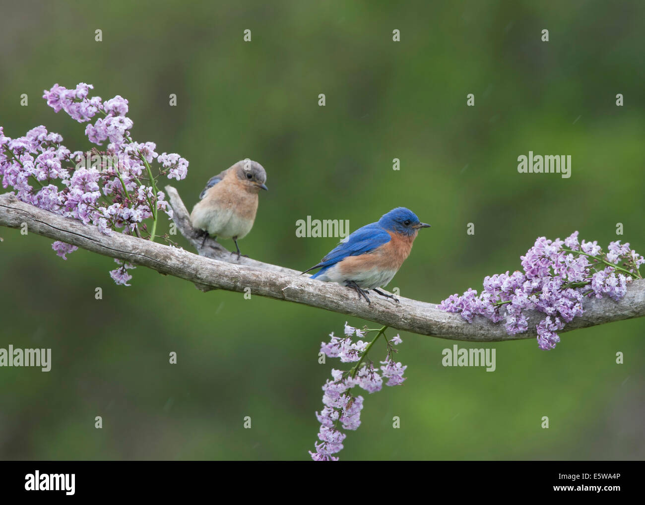 Paarung zweier östlichen Bluebirds thront in Flieder Stockfoto