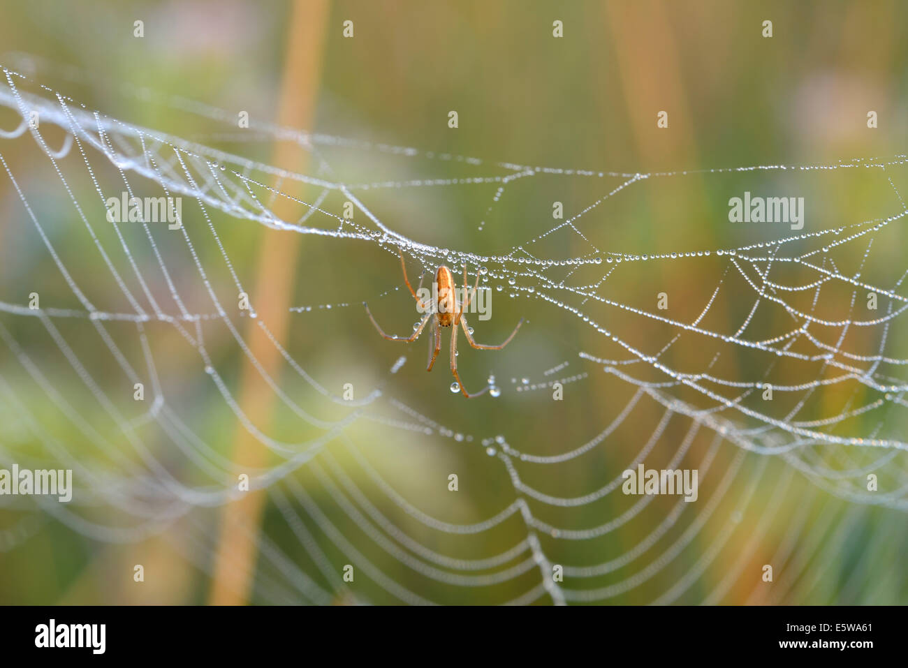 Spider Web Tau bedeckt. Aufnahme in Bushy Park, London, UK Stockfoto