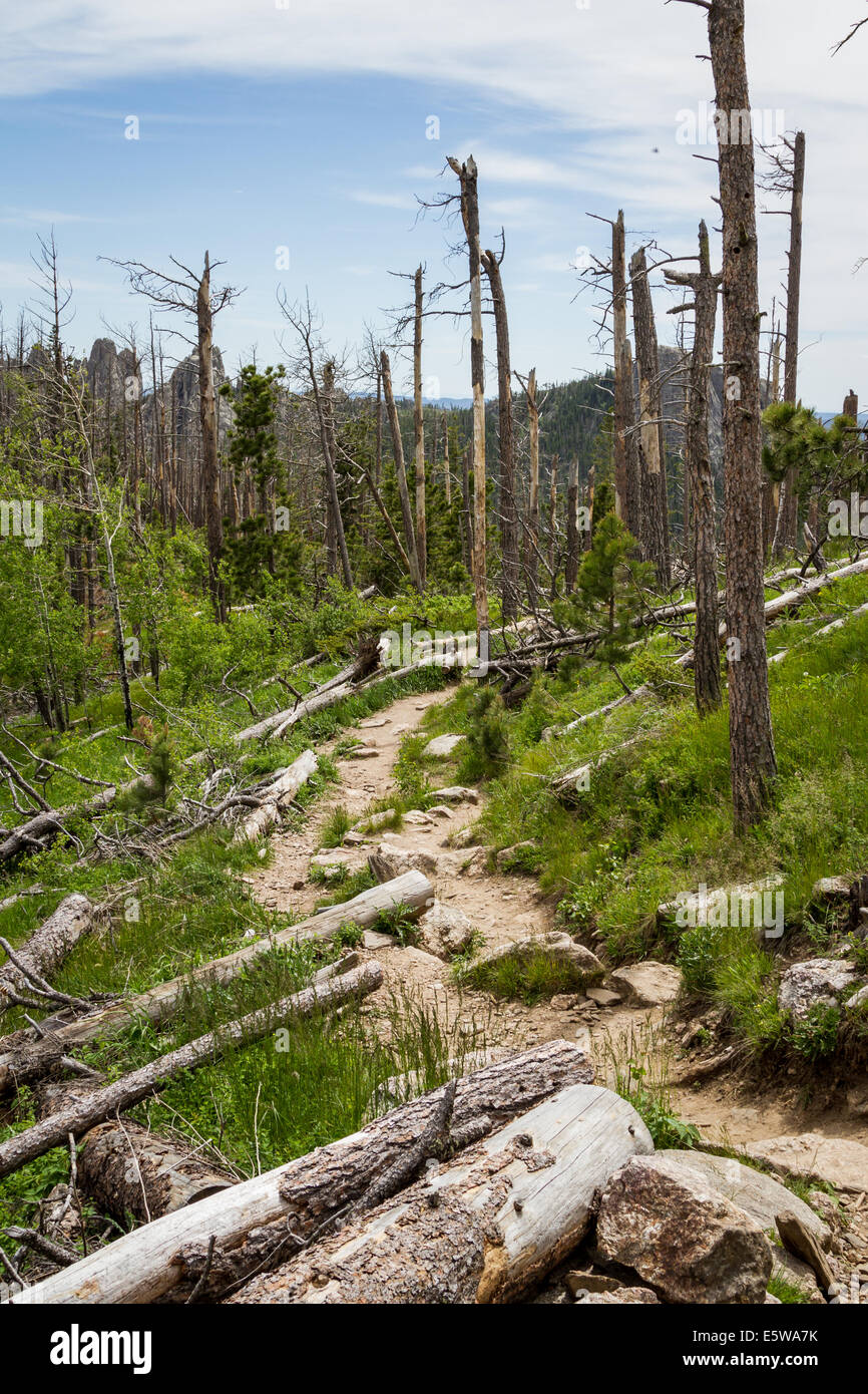 Toten Kiefern in den Black Hills National Forest nach fast 20 Jahren von einer Kiefer-Käfer-Epidemie Stockfoto