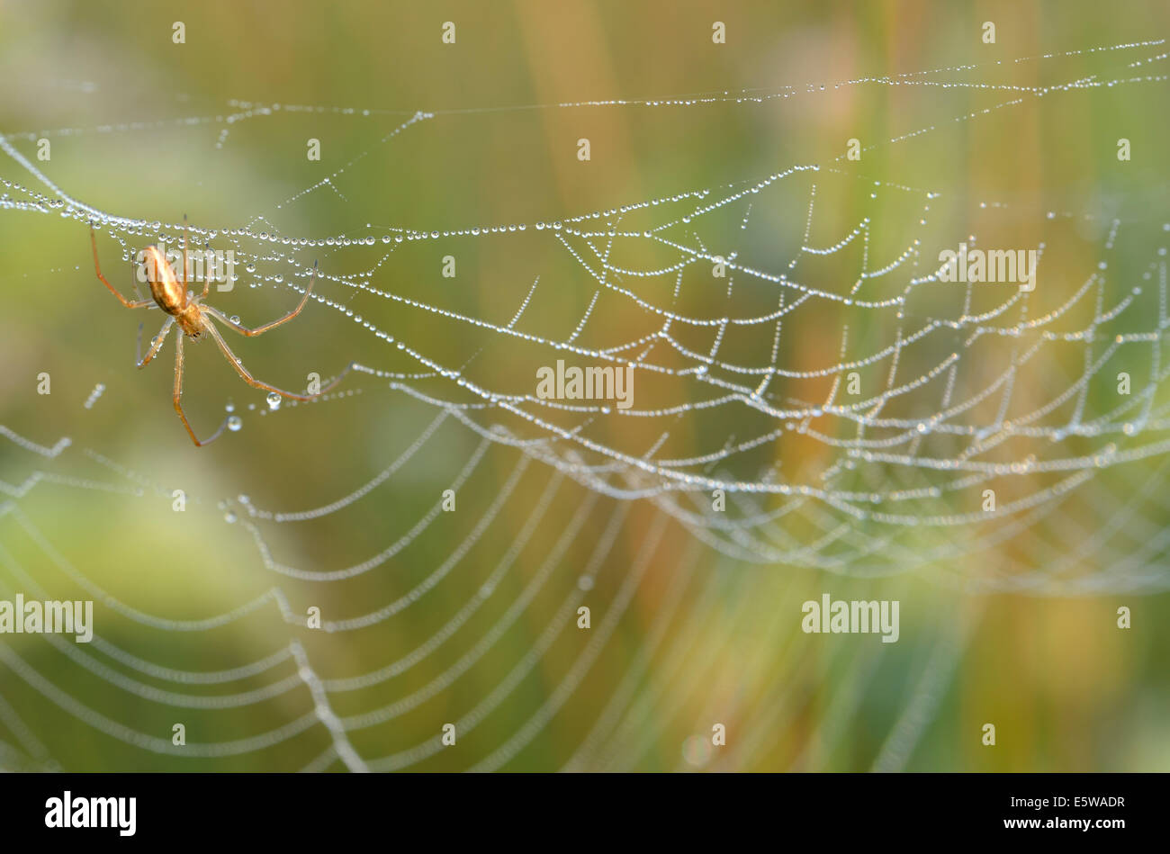 Spider Web Tau bedeckt. Aufnahme in Bushy Park, London, UK Stockfoto
