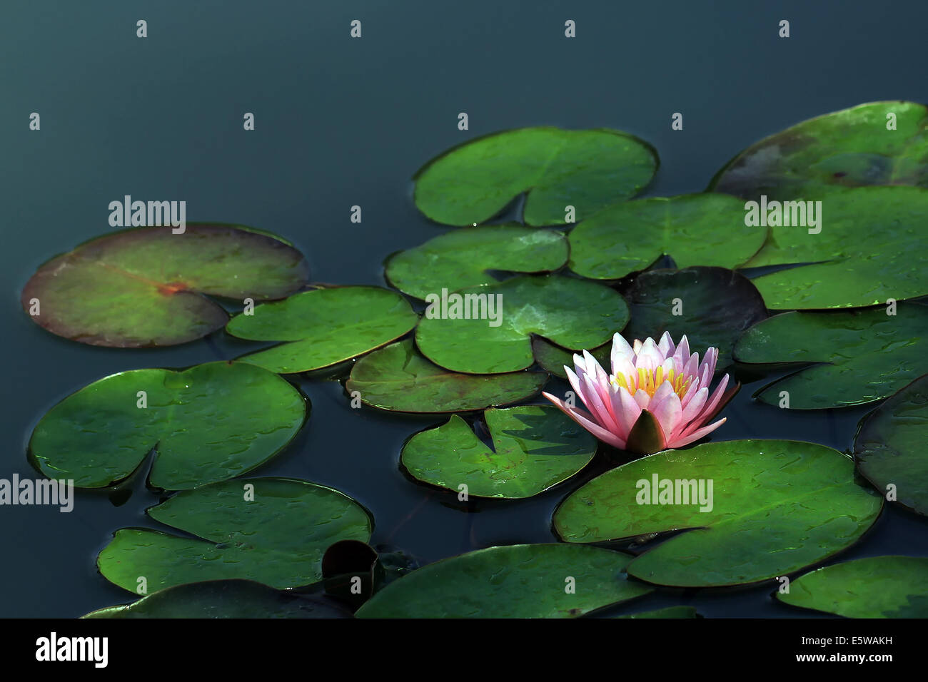 Blumenwiese und teich Fotos und Bildmaterial in hoher Auflösung Alamy