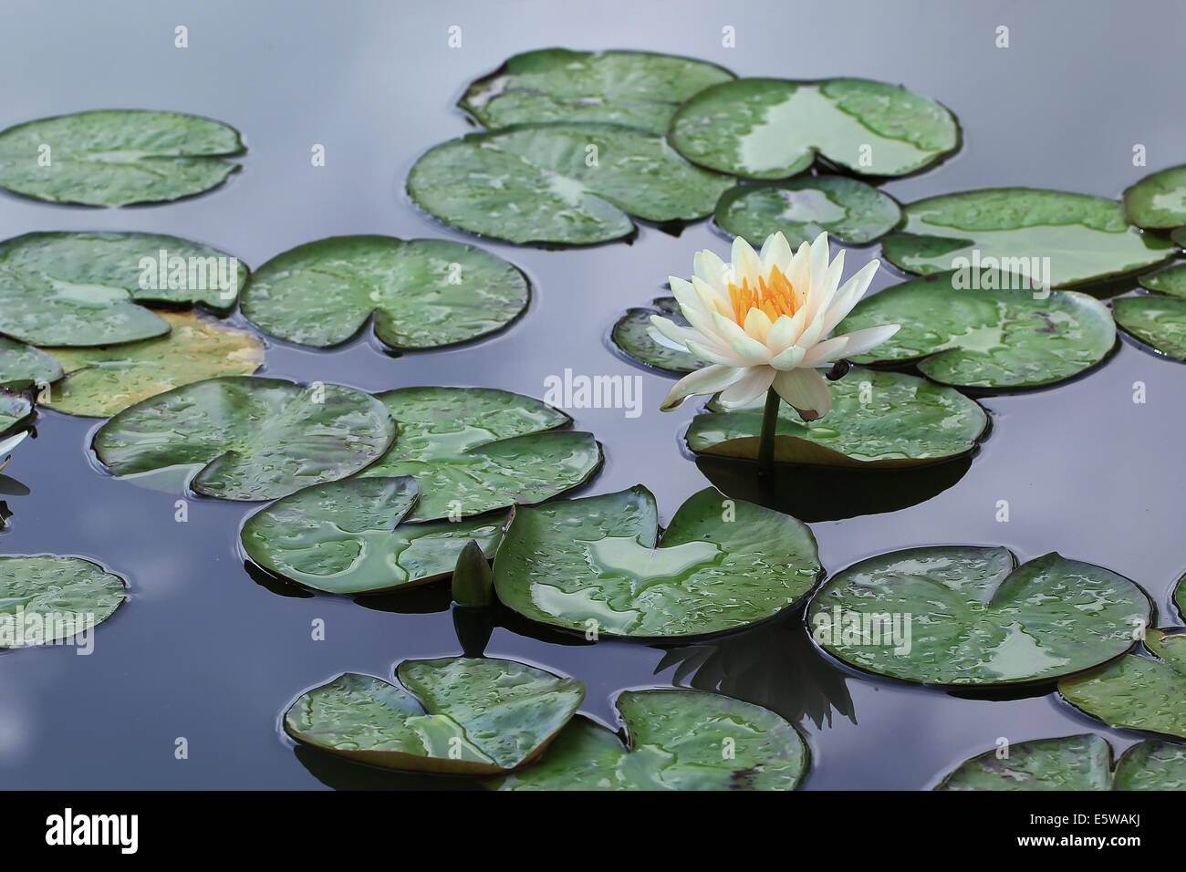 Blumenwiese und teich Fotos und Bildmaterial in hoher Auflösung Alamy