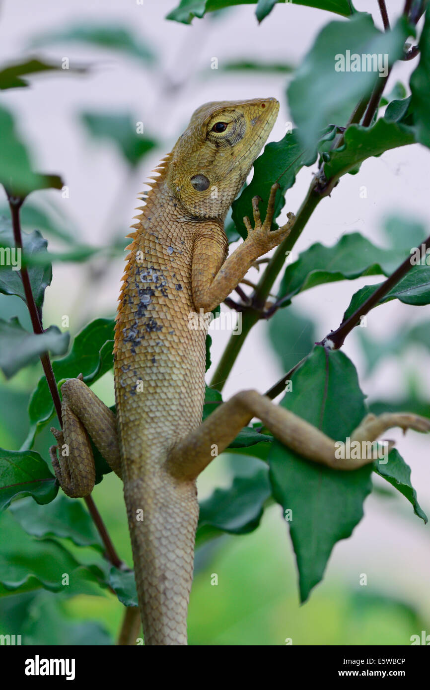 Closeup Seitenansicht des orientalischen Garten Eidechse (Calotes Mystaceus) kleiner Baum hängen;  selektiven Fokus auf Augenhöhe. Stockfoto