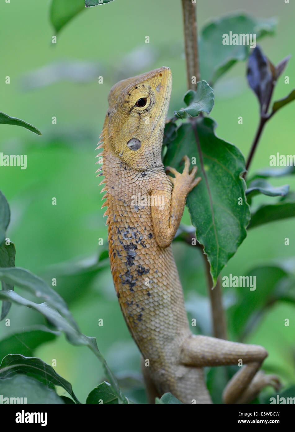 Closeup Seitenansicht des orientalischen Garten Eidechse (Calotes Mystaceus) kleiner Baum hängen;  selektiven Fokus auf Augenhöhe. Stockfoto